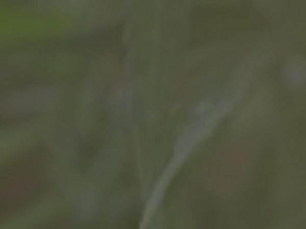 skanabidiol.sk