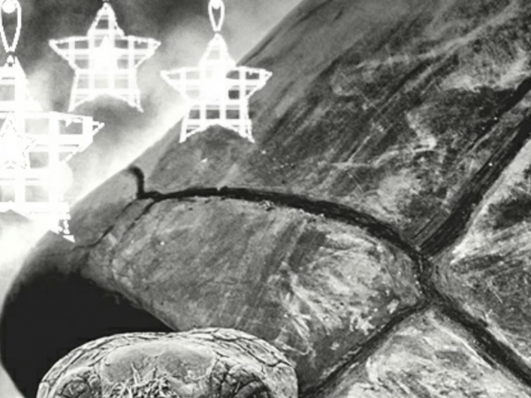 suchozemskekorytnacky.online