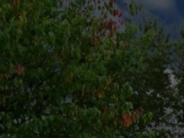 trepan.xperimento.xyz