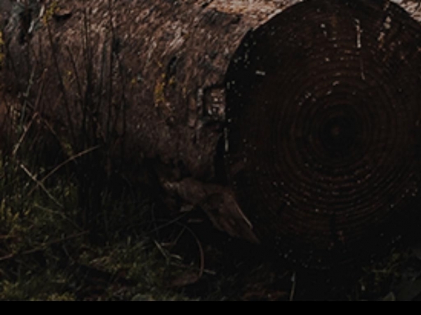 turcin.xperimento.xyz